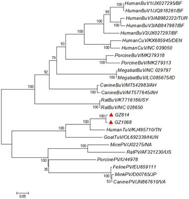 Identification and genetic characteristics of tusavirus in fecal samples of patients with chronic diseases in Guangzhou, China